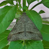 Small Mocis Moth