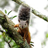 Variegated squirrel