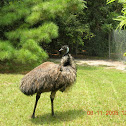 EMU