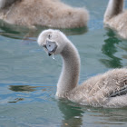 Mute Swan