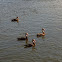 Black-bellied Whistling-Duck