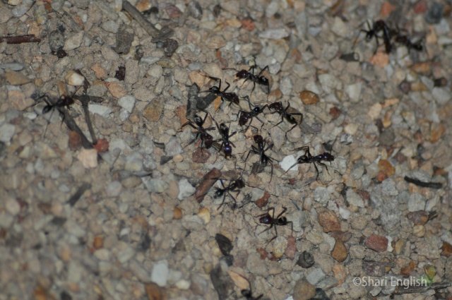 Southern Meat Ant