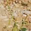 Caper family-Capparaceae; Arabic:muqaybil as-shams, mekhisa