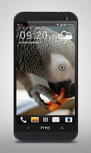 Parrot like Mandarin LiveWP APK Download for Android