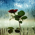 Misty Rose Live Wallpaper
