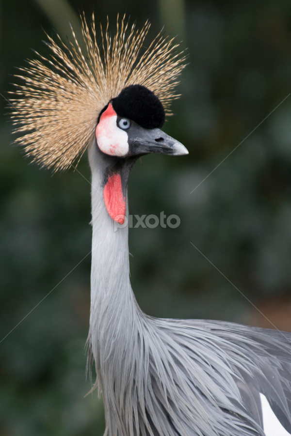 Hairy Bird | Birds | Animals | Pixoto