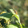 European paper wasp,Vespa comum