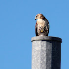 Red Tail Hawk or "Chickenhawk"