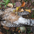 Peregrine Falcon (found dead)