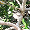Galápagos Mockingbird