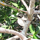 Galápagos Mockingbird