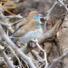 Blue Waxbill by Piet  Grobler - Animals Birds