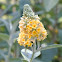 Honeycomb Butterfly Bush