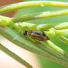 Acacia leaf beetle