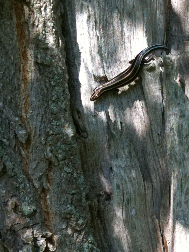 Five-lined Skinks