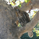 Red-tailed hawk