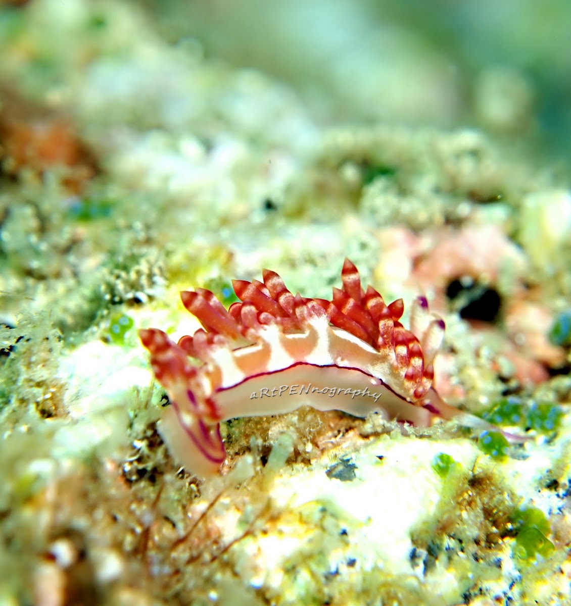 Red-Lined Flabellina