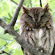 eastern screech-owl brown morph