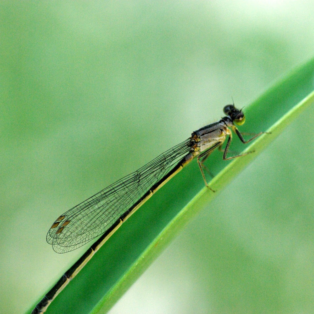 Dragonfly