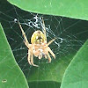 Furrow orb weaver spider