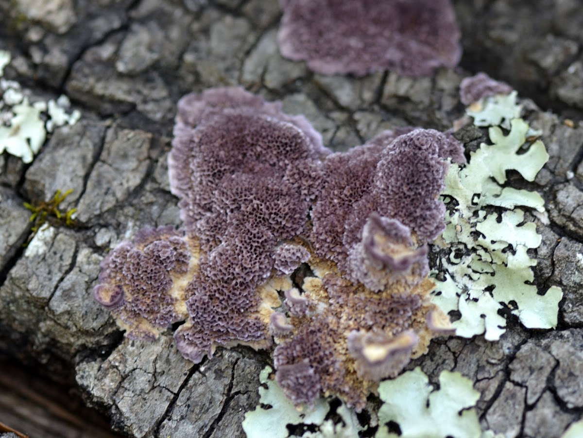 Violet lichen