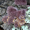 Violet lichen
