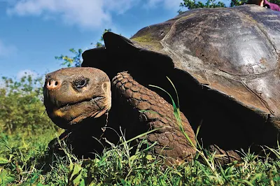 You can see the Galapagos's famed giant tortoises up close on a visit to the breeding and rearing center.