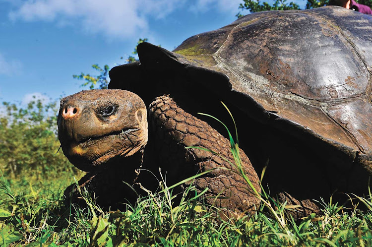 You can see the Galapagos's famed giant tortoises up close on a visit to the breeding and rearing center.