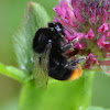 Red-tailed bumblebee