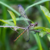 Great Blue Skimmer dragonfly