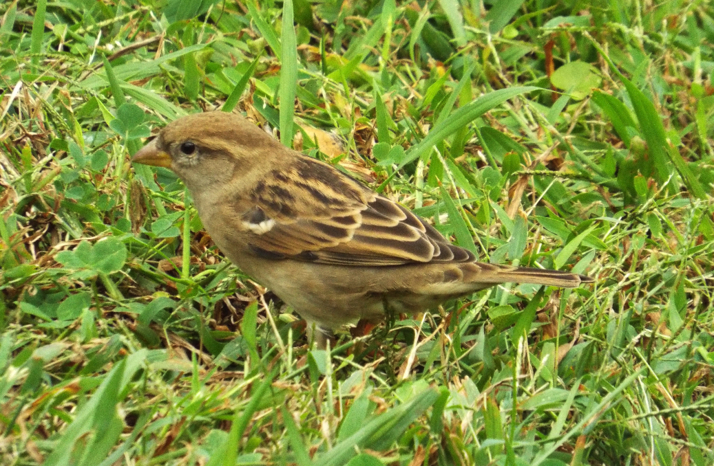 House sparrow