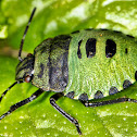 Common Green Shield Bug
