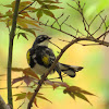 Yellow-rumped Warbler