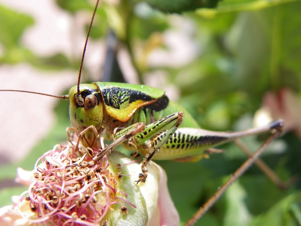 Katydid cricket