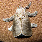 Grey Slug Moth