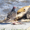 Turkey Vulture (Buzzard)
