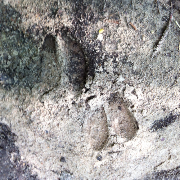 White tail deer tracks | Project Noah