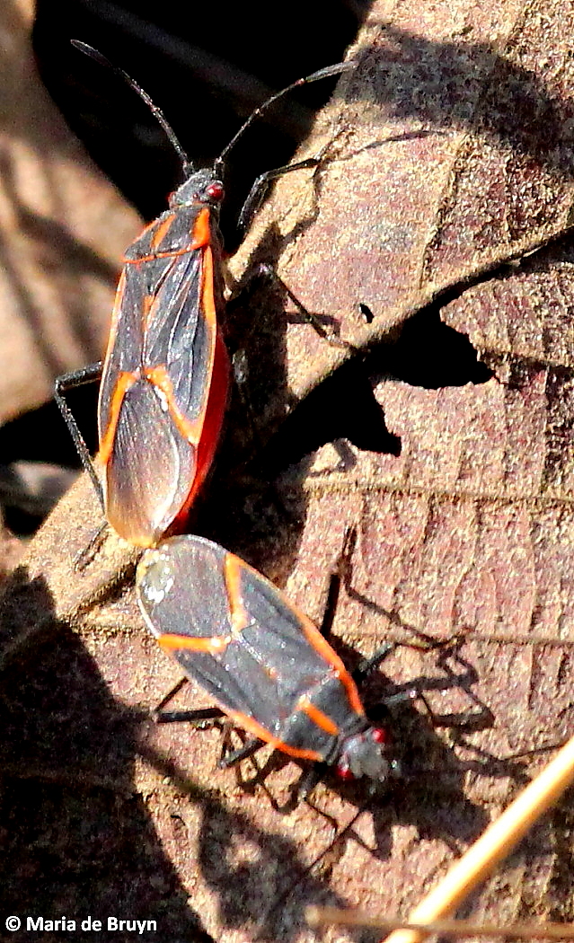 Eastern Boxelder Bug