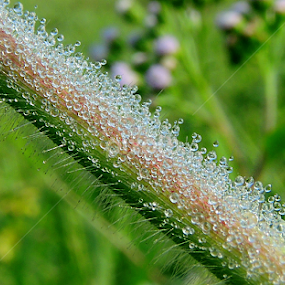 Shining like diamonds by  Priyanka D - Nature Up Close Natural Waterdrops