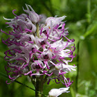 Orchis singe