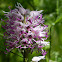 Orchis singe