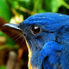 Tickell's Blue Flycatcher