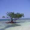 Black mangrove tree