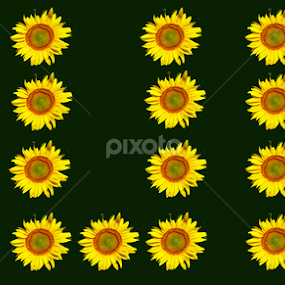 SUN by Daliana Pacuraru - Typography Words