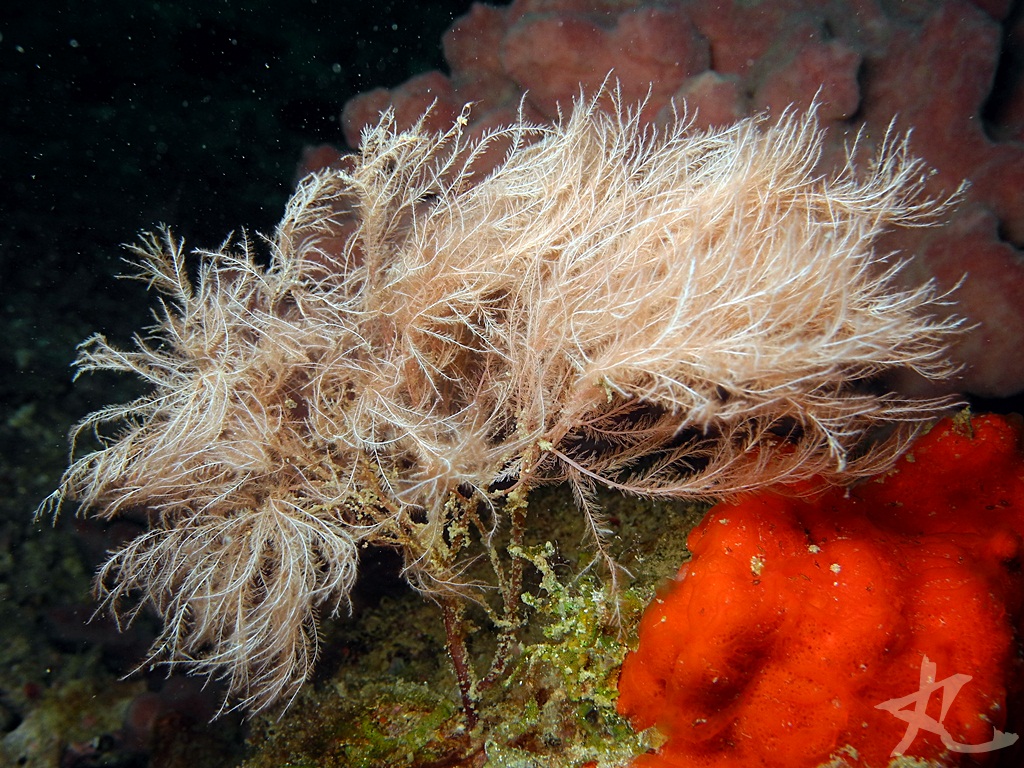 Type of Hydroid?