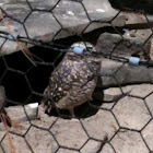 Burrowing owl