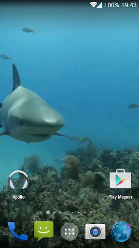 Sharks. Video Wallpaper