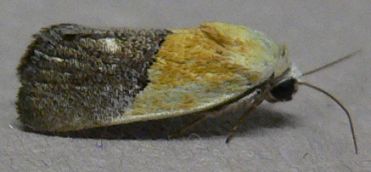 Half-yellow Moth