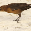 Boat-tailed grackle