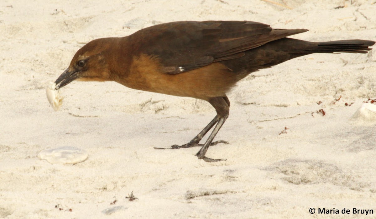 Boat-tailed grackle